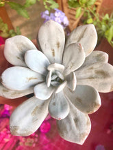 Charger l'image dans la galerie, Echeveria Laui
