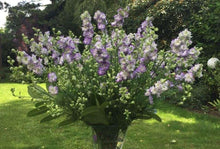 Load image into Gallery viewer, Larkspur "Brisbane" White with Blue Edge
