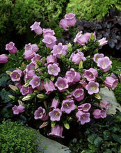 Load image into Gallery viewer, Canterbury Bells "Champion Pink"
