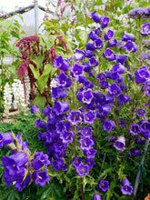 Charger l'image dans la galerie, Canterbury Bells "Champion Blue"
