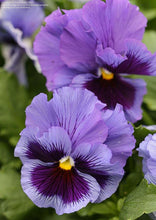 Load image into Gallery viewer, Pansy "Frizzle Sizzle Blue"
