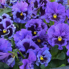Load image into Gallery viewer, Pansy "Frizzle Sizzle Blue"
