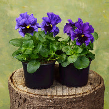 Load image into Gallery viewer, Pansy "Frizzle Sizzle Blue"
