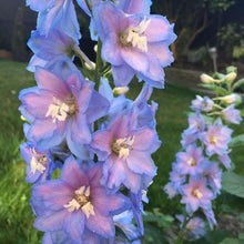 Load image into Gallery viewer, Delphinium elatum "Magic Fountains" Sky-Blue White Bee
