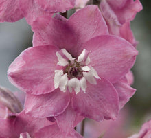 Charger l'image dans la galerie, Delphinium elatum "Magic Fountains" Cherry Blossom-White Bee
