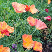 Load image into Gallery viewer, California Poppy "Thai Silk Apricot Chiffon"
