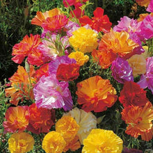 Load image into Gallery viewer, California Poppy "Thai Silk Mix"
