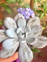 Charger l'image dans la galerie, Echeveria Laui
