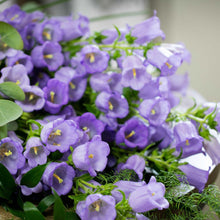 Charger l'image dans la galerie, Canterbury Bells "Champion Lavender"
