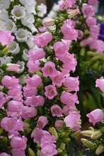 Load image into Gallery viewer, Canterbury Bells "Champion Pink"
