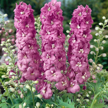 Charger l'image dans la galerie, Delphinium elatum "Magic Fountains" Cherry Blossom-White Bee
