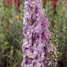 Charger l'image dans la galerie, Delphinium elatum "Magic Fountains" Cherry Blossom-White Bee
