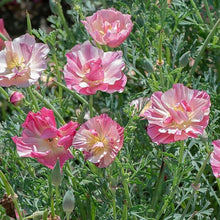 Load image into Gallery viewer, California Poppy "Thai Silk Appleblossom Chiffon"

