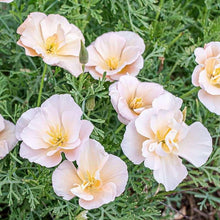 Charger l'image dans la galerie, California Poppy "Thai Silk Pink Champagne"
