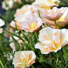 Charger l'image dans la galerie, California Poppy "Thai Silk Pink Champagne"
