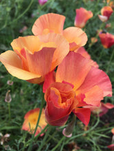 Load image into Gallery viewer, California Poppy "Thai Silk Apricot Chiffon"
