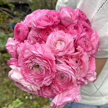 Charger l'image dans la galerie, Ranunculus Elegance "Rosa"
