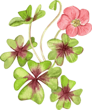 Load image into Gallery viewer, Oxalis Iron Cross
