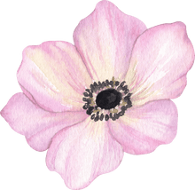 Load image into Gallery viewer, Anemone Galilée "Pastel" Mix
