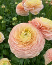 Load image into Gallery viewer, Ranunculus Romance "Plage" - Terrace Garden France

