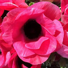 Load image into Gallery viewer, Anemone coronaria "Rosa Shocking"
