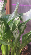 Load and play video in Gallery viewer, Calla Lily "Frozen Queen"
