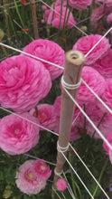 Charger et lire la vidéo dans la visionneuse de la Galerie, Ranunculus Amandine "Bonbon"
