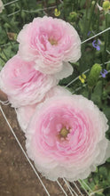 Charger et lire la vidéo dans la visionneuse de la Galerie, Ranunculus Amandine "Chamallow"
