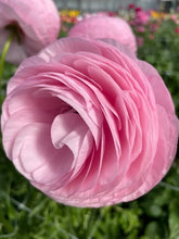 Charger l'image dans la galerie, Ranunculus Elegance "Rosa"
