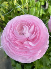 Charger l'image dans la galerie, Ranunculus Elegance "Rosa"
