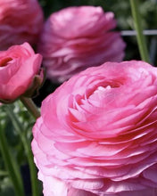 Charger l'image dans la galerie, Ranunculus Elegance "Rosa"
