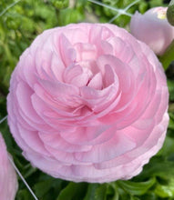 Load image into Gallery viewer, Ranunculus Elegance "Rosa Chiaro"
