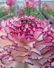 Charger l'image dans la galerie, Ranunculus Elegance "Bianco Striato"
