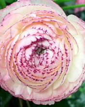 Charger l'image dans la galerie, Ranunculus Elegance "Bianco Striato"
