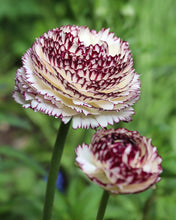 Charger l'image dans la galerie, Ranunculus Elegance "Bianco Striato"
