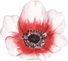 Charger l'image dans la galerie, Anemone Jerusalem Red-White
