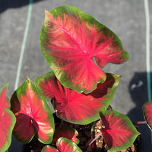 Load image into Gallery viewer, Caladium Royal Flush

