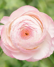 Charger l'image dans la galerie, Ranunculus Elegance "Bianco Sfumato"
