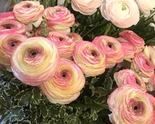 Charger l'image dans la galerie, Ranunculus Elegance "Bianco Sfumato"
