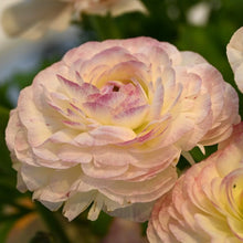 Charger l'image dans la galerie, Ranunculus Elegance "Bianco Sfumato"
