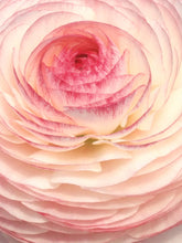Charger l'image dans la galerie, Ranunculus Elegance "Bianco Sfumato"
