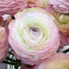 Charger l'image dans la galerie, Ranunculus Elegance "Bianco Sfumato"
