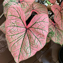 Load image into Gallery viewer, Caladium Spring Fling
