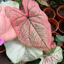 Load image into Gallery viewer, Caladium Spring Fling
