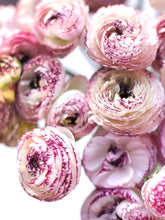 Charger l'image dans la galerie, Ranunculus Elegance "Bianco Striato"
