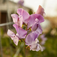 Load image into Gallery viewer, Sweet Pea 'Elegance' - Lavender
