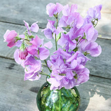 Load image into Gallery viewer, Sweet Pea 'Elegance' - Lavender
