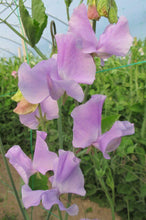 Load image into Gallery viewer, Sweet Pea 'Elegance' - Lavender
