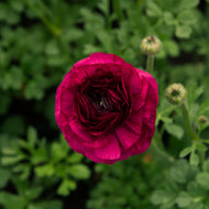 Ranunculus Elegance 