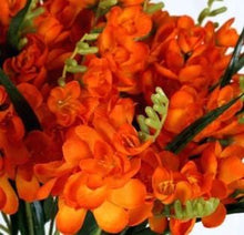 Load image into Gallery viewer, Freesia Double Orange bulbs/corms - Terrace Garden France
